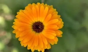 websmr2.milaulas.com